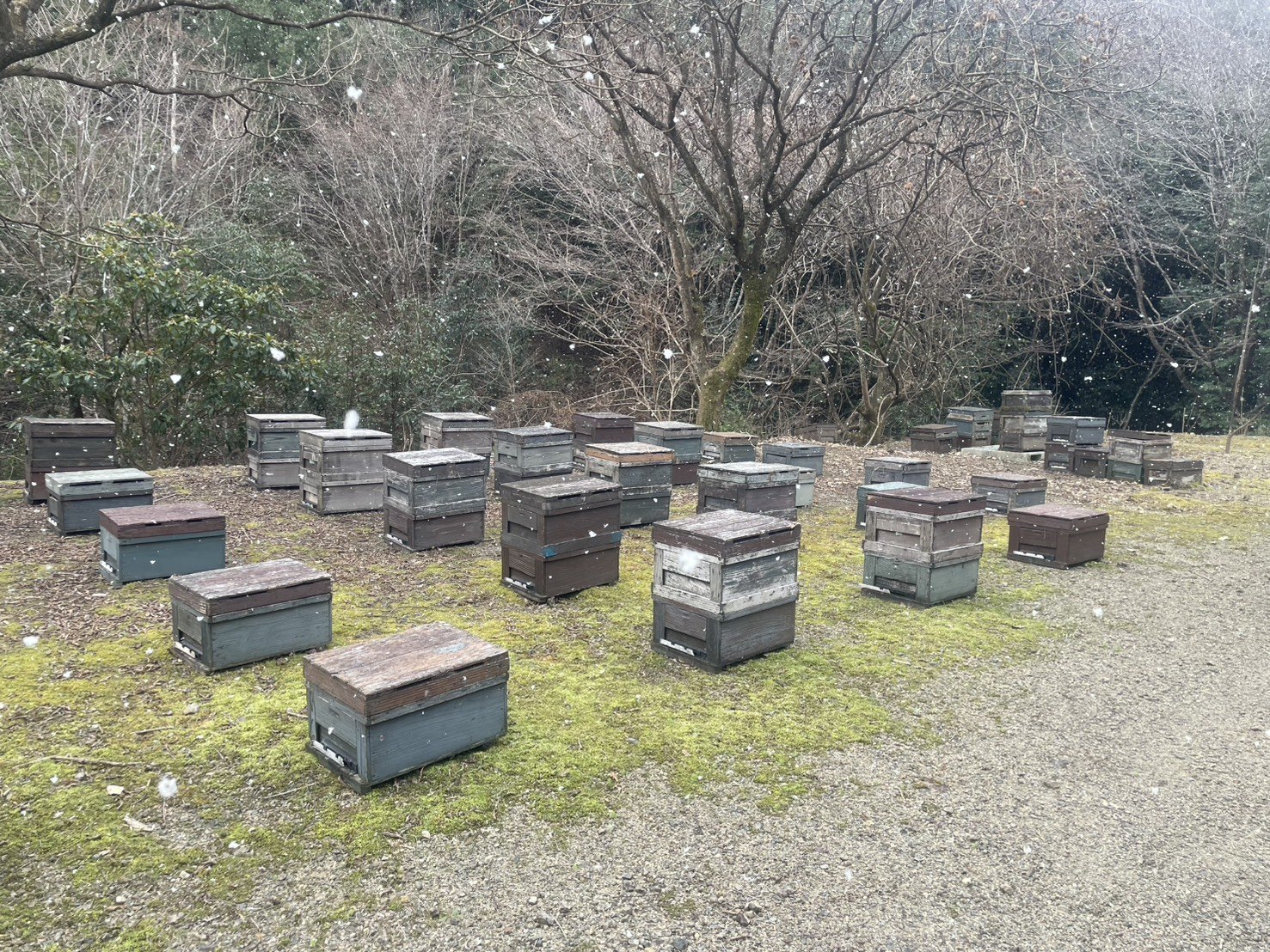 雪の降る山あいに並ぶ実際の養蜂箱