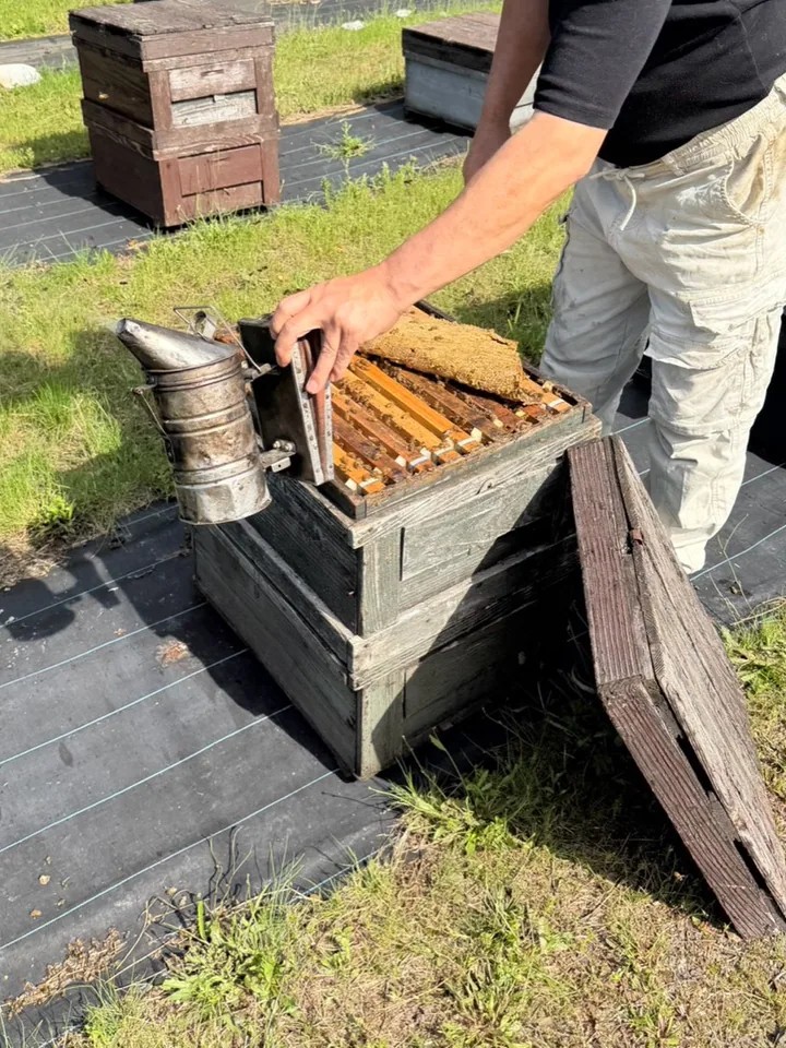 実際の養蜂場で蜂箱を確認する作業風景